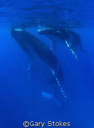 Oceanic Love by Gary Stokes 